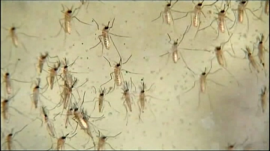 Dallas County reports first West Nile virus death of the year
