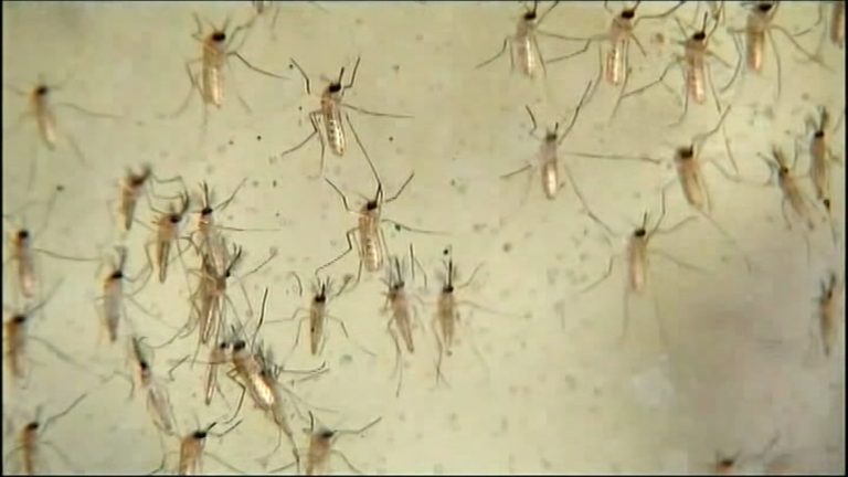 Dallas County reports first West Nile virus death of the year