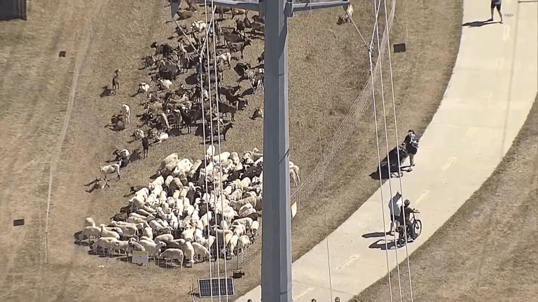 Goats on the go! Northaven Herd returns to grazing along Dallas trail